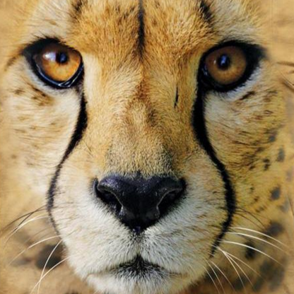 Big Face Cheetah - Adult Unisex T-Shirt