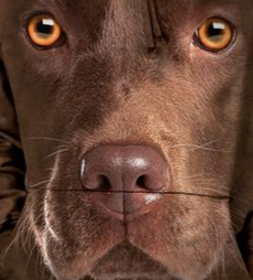 Chocolate Lab - Adult Unisex Hoodie Sweatshirt