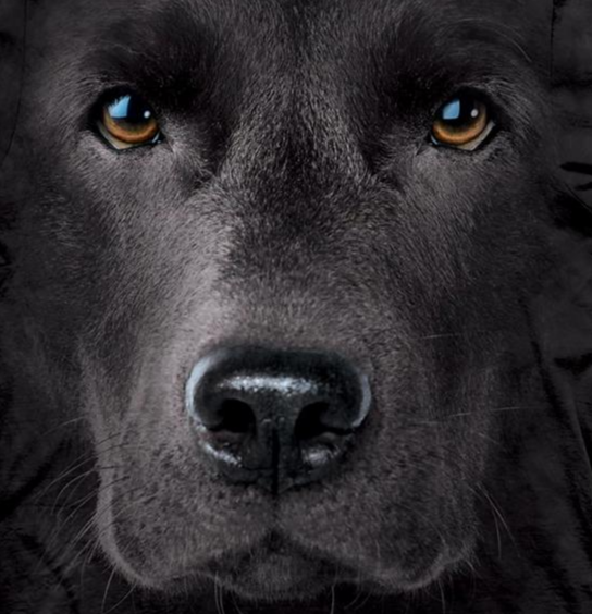 Black Lab Face - Adult Unisex T-Shirt