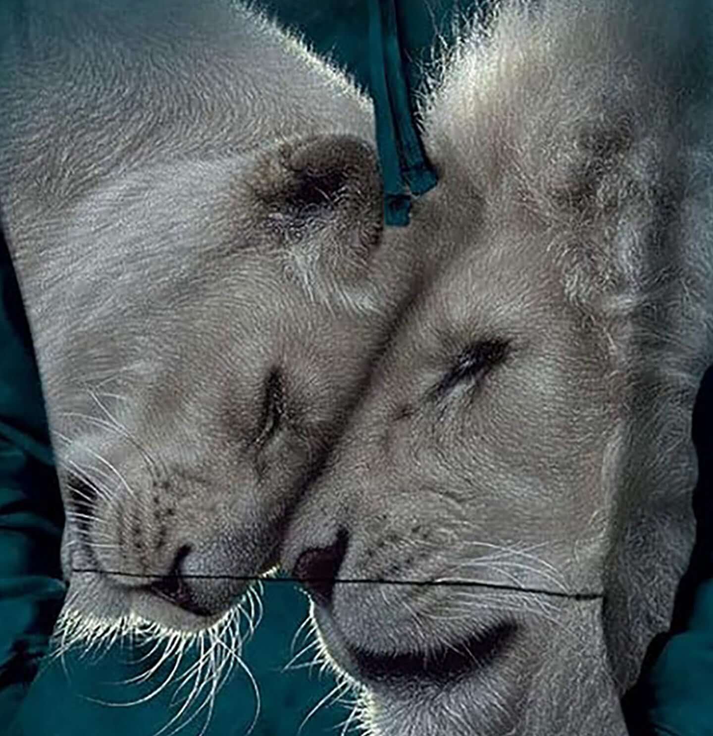 White Lions Love - Adult Unisex Hoodie Sweatshirt