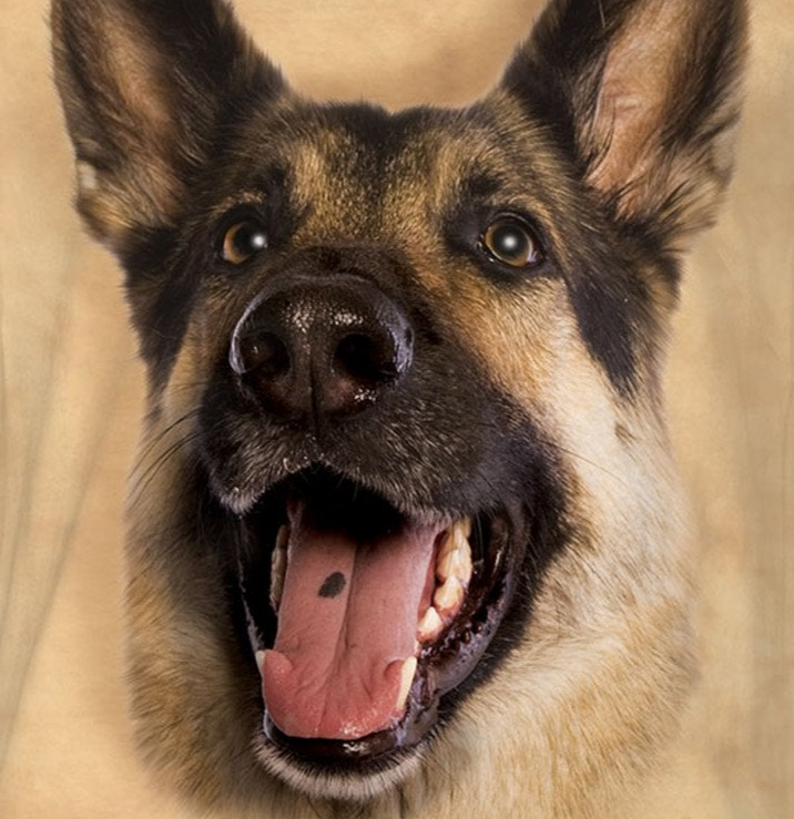 Joyful German Shepard - Adult Unisex T-Shirt