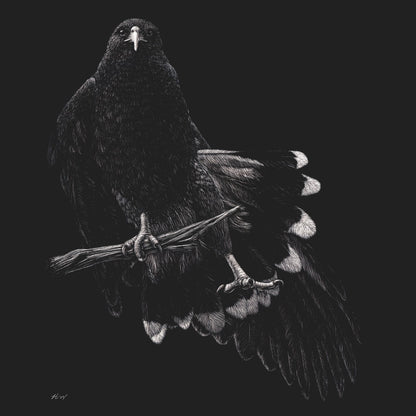 Harris Hawk on Black - Adult Unisex T-Shirt
