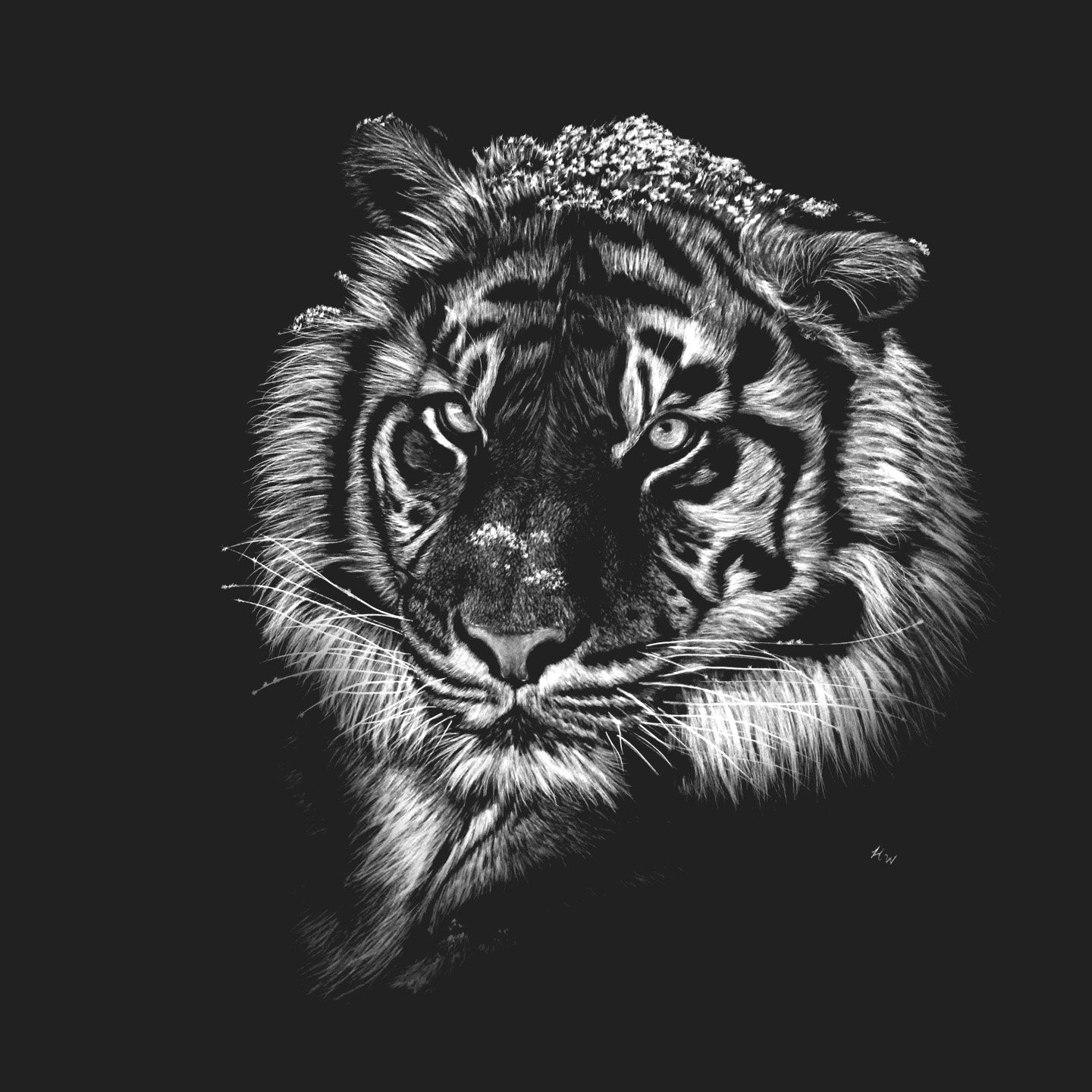 Tiger with Snow on Black - Adult Unisex T-Shirt